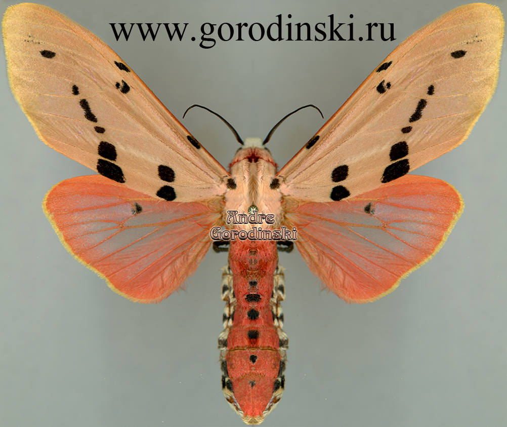 http://www.gorodinski.ru/arctiidae/Spilarctia ericsoni.jpg